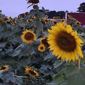 Hubb's Farm - Pumpkin Patches Near Me - Clinton, North Carolina