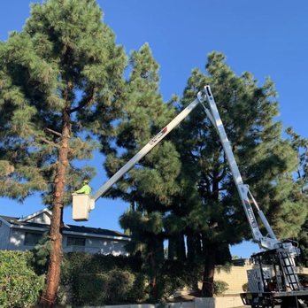 Personalized Tree Service - A total of 15 Pines were removed due to structural damage to the retaining walls. Our crew was more than ready for the task! - Tree Services Near Me Personalized Tree Service - A total of 15 Pines were removed due to structural damage to the retaining walls. Our crew was more than ready for the task! - Tree Services Near Me