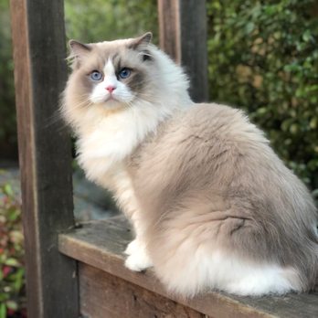 AdorableDolls Ragdolls - Pet Breeders Near Me AdorableDolls Ragdolls - Pet Breeders Near Me