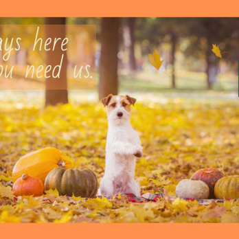 Princeton Veterinary Hospital - Veterinarians Near Me - Princeton, Indiana Princeton Veterinary Hospital - Veterinarians Near Me - Princeton, Indiana