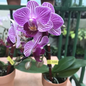 Shelldance Orchid Gardens - Nurseries & Gardening Near Me - Pacifica, California