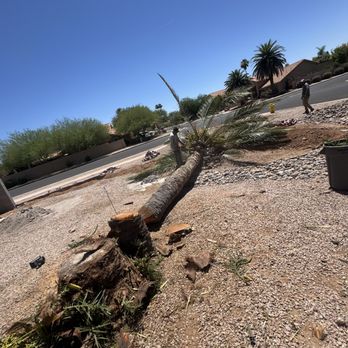 AC Tree Services - Tree Services Near Me AC Tree Services - Tree Services Near Me