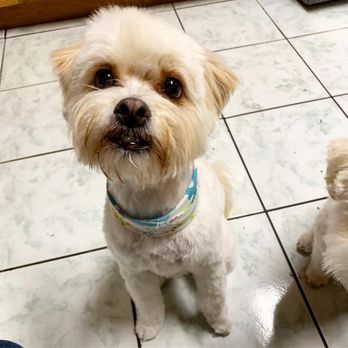 Mr Pet - Pet Groomers Near Me - Fountain Valley, California