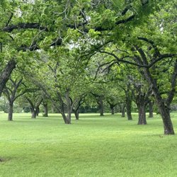 Trees in the park