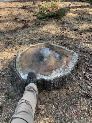 WOODPECKER TREE SERVICE - Updated January 2025 - 77 Photos - 5829