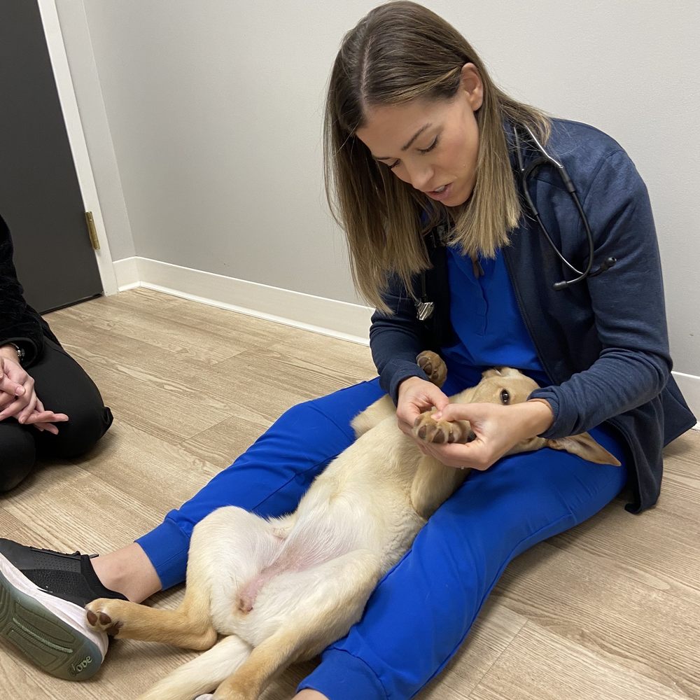 Goodvets - Dr. Call examining Benelli! - Veterinarians Near Me - Apex, North Carolina Goodvets - Dr. Call examining Benelli! - Veterinarians Near Me - Apex, North Carolina