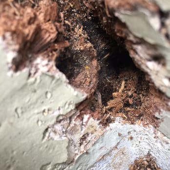 Lingruen Associates - More deep dry rot on the exterior Windows, ground floor. - Pest Control Near Me - San Francisco, California Lingruen Associates - More deep dry rot on the exterior Windows, ground floor. - Pest Control Near Me - San Francisco, California