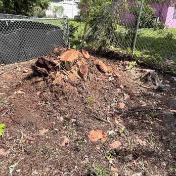 Héctor Tree Service - Tree Services Near Me - North Lauderdale, Florida