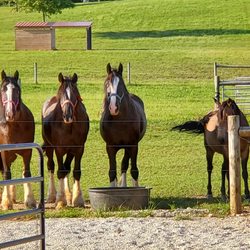 Silvershire Farm