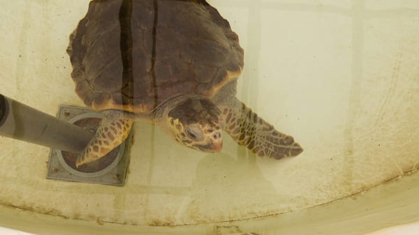 Fradis Minoris Ristorante by null