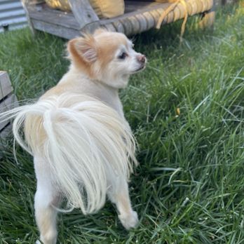 Drooly Dogue Pet Grooming - Clean and fluffy!! Go ahead .. smell it! - Pet Groomers Near Me - Petaluma, California Drooly Dogue Pet Grooming - Clean and fluffy!! Go ahead .. smell it! - Pet Groomers Near Me - Petaluma, California