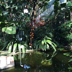 Foto zu Tropengewächshäuser des Botanischen Gartens - Hamburg, Deutschland