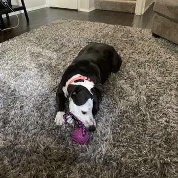 Aydins Pet sitting Services - Pet Sitting Near Me