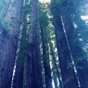 Lake Lagunitas - Redwoods - Hiking Near Me - Fairfax, California