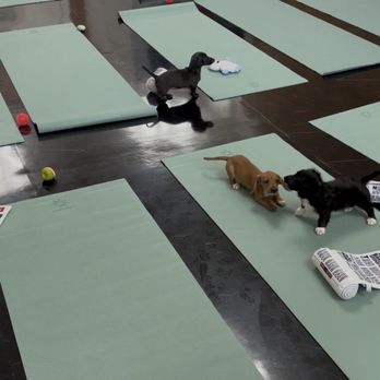 Puppies & Yoga - Pets Near Me - Columbus, Ohio Puppies & Yoga - Pets Near Me - Columbus, Ohio