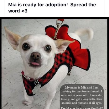 Ruff House Critter Sitters - Mia - Dog Walkers Near Me - Spartanburg , South Carolina Ruff House Critter Sitters - Mia - Dog Walkers Near Me - Spartanburg , South Carolina