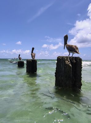 Bal Harbour Beach by null
