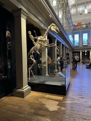 Australian Museum by null