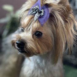 Furlesque