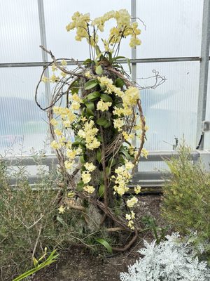 Royal Botanical Gardens by null