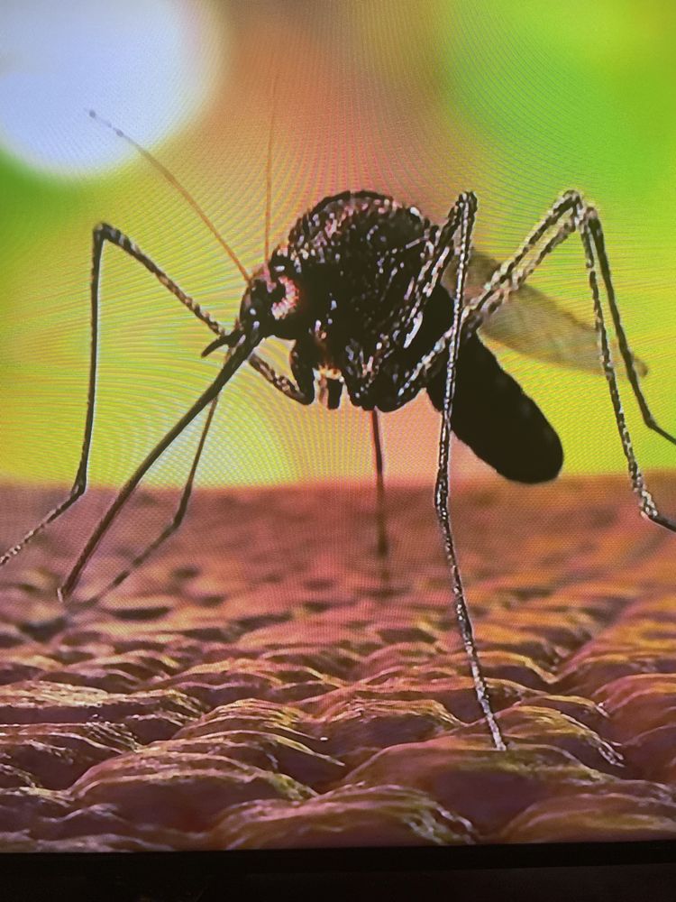 MOSQUITO RANGER - Updated June 2025 - Methuen, Massachusetts - Pest ...