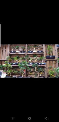 Clifton Nurseries by null