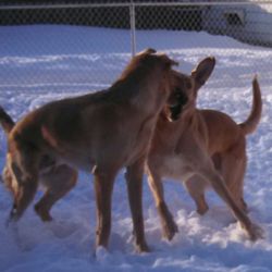 B & G Pet Care Services