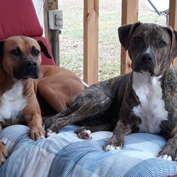 Big Thicket Veterinary Clinic - New Caney