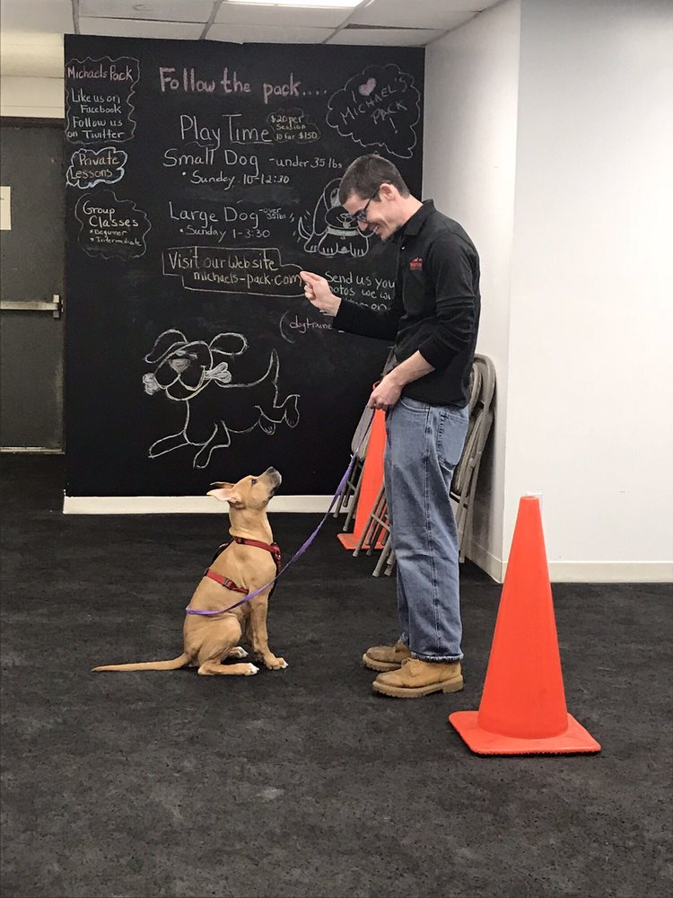 MICHAEL’S PACK DOG TRAINING CENTER 24 Reviews 220 East Jericho Tpke, Mineola, New York Pet