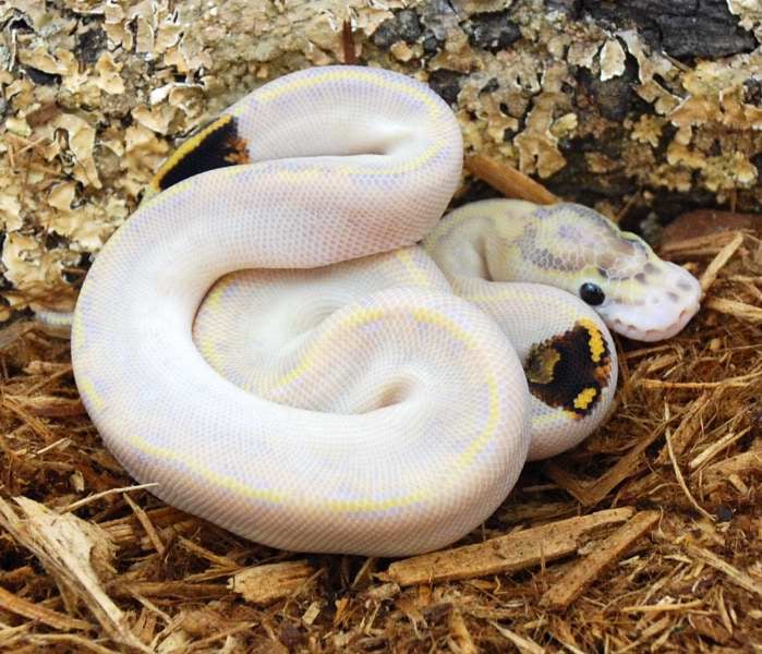 ROYAL CONSTRICTOR DESIGNS Updated April 2024 Wausau, Wisconsin