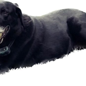 Tranquil Tails - Veterinarians Near Me Tranquil Tails - Veterinarians Near Me