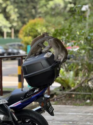 Bukit Timah Nature Reserve by null