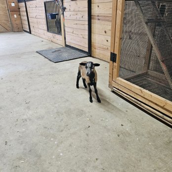 Ocoee Riverside Farm - It's not a goat. It's a sheep. - Venues & Event Spaces Near Me - Benton, Tennessee