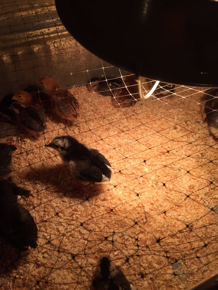 HAYES FEED & COUNTRY STORE Updated May 2024 28 Reviews 908 SW