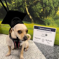 Astor Graduation Day - Advanced Training with Steph