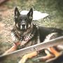 Photo of Lockwood Veterinary Service
