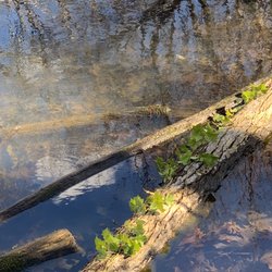 Beechlake Park Newport News