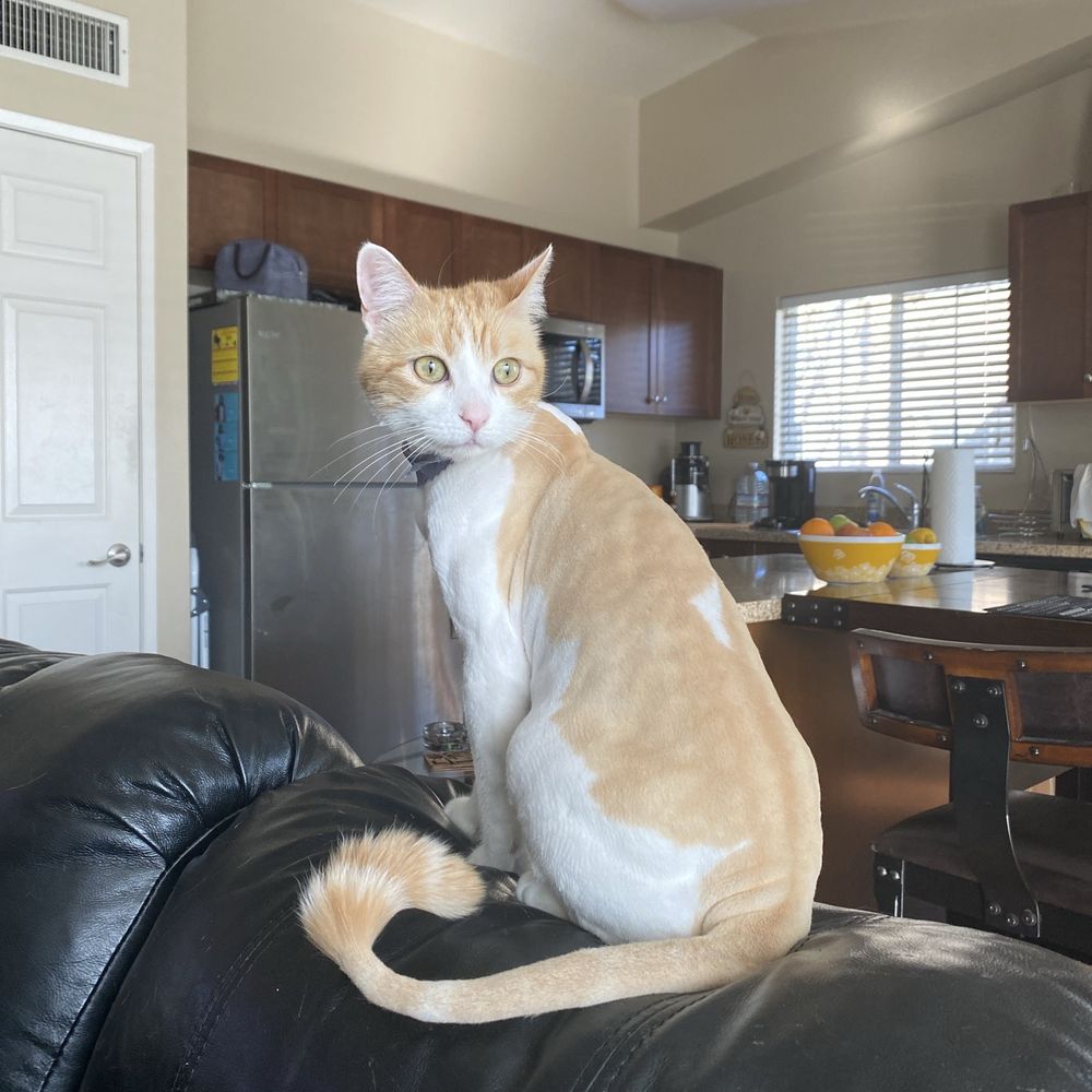 Cat and kitchen.