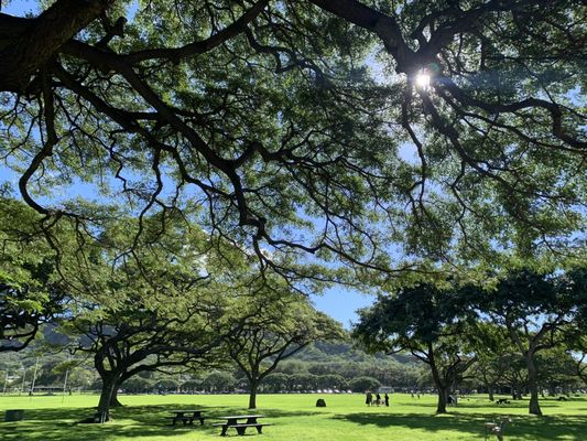 Kapiʻolani Regional Park by null