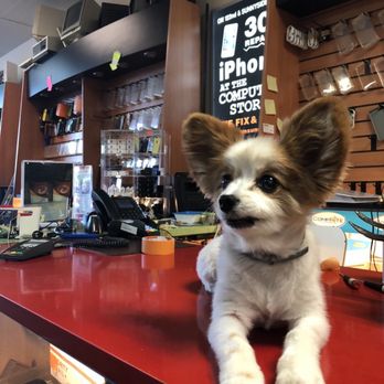 CompRite - Another customers cute little dog as I walked in! - IT Services & Computer Repair Near Me - Clackamas, Oregon