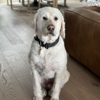 Leash & Lather - Pet Groomers Near Me - Redmond, Oregon