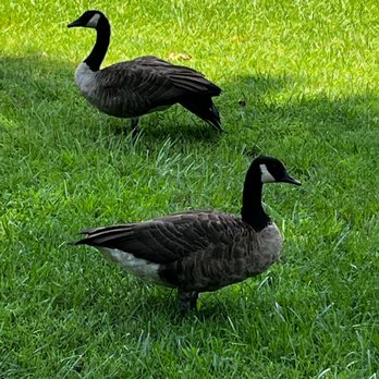 Westview Cemetery - Lots and lots of geese - Funeral Services & Cemeteries Near Me - Atlanta, Georgia