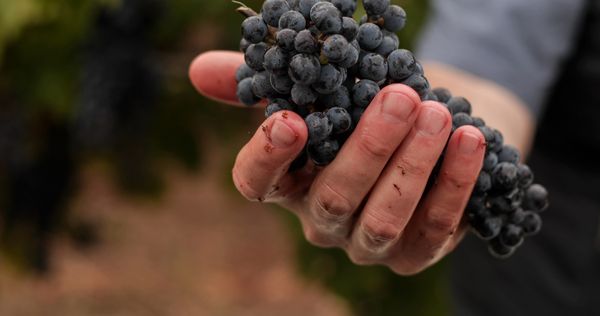 DuMOL Winery by null