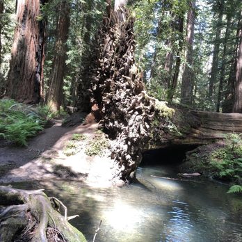 Montgomery Woods State Reserve - Parks Near Me - Ukiah, California