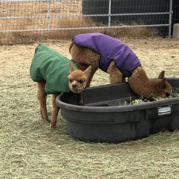 Plum Creek Alpacas - Sweet little baby... - Attraction Farms Near Me - Bradfordsville, Kentucky