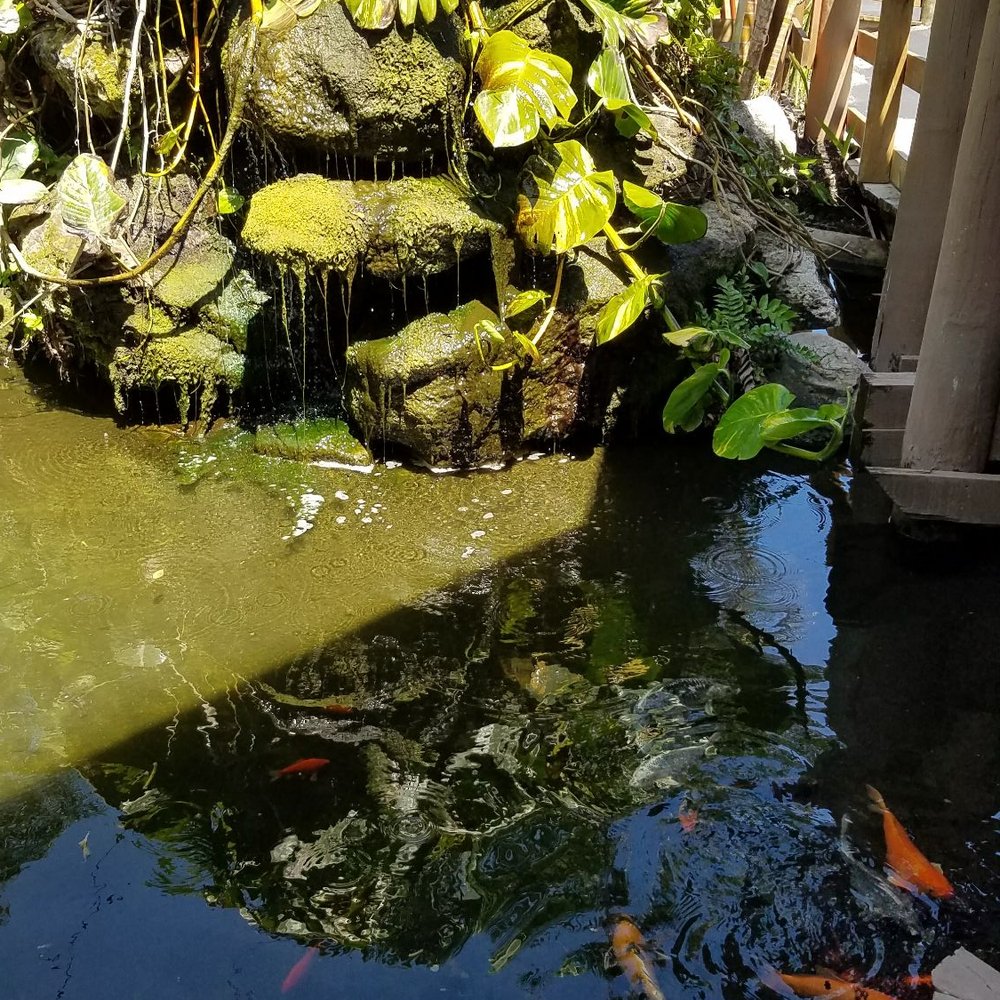 Squid Lips - Koi pond - Seafood Near Me - Cocoa Beach, Florida Squid Lips - Koi pond - Seafood Near Me - Cocoa Beach, Florida