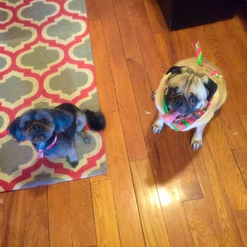 Dog Friendly Grooms - The results...clean & happy dogs! - Pet Groomers Near Me - Ridgewood, New York