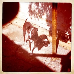 Silver Lake Dog Walkers - Mona and Moxie in Los Feliz.