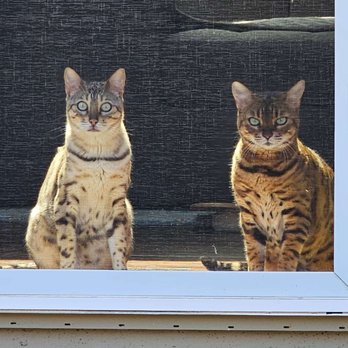 San Diego Bengal - Pet Breeders Near Me - Ramona, California San Diego Bengal - Pet Breeders Near Me - Ramona, California