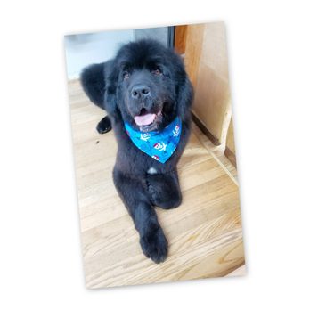 Grooms by Em - Pet Groomers Near Me - Mill Bay, British Columbia Grooms by Em - Pet Groomers Near Me - Mill Bay, British Columbia